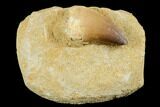 Mosasaur (Prognathodon) Tooth In Rock - Morocco #179283-1